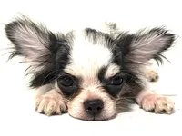 Inkblot, a male Chihuahua and Pekingese for sale in Oklahoma City, OK – 6 of 10