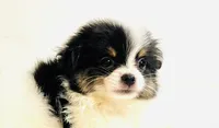 Prosody, a female Japanese Chin and Pomeranian for sale in Oklahoma City, OK – 2 of 9