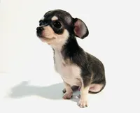 Epson, a male Chihuahua and Pekingese for sale in Oklahoma City, OK – 5 of 9
