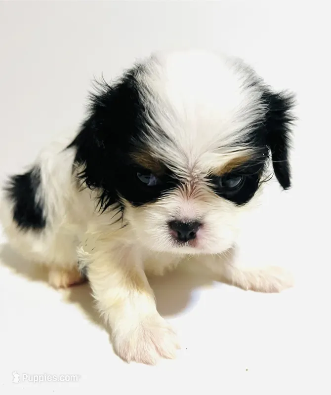 Dangle – Cavalier King Charles Spaniel, Japanese Chin puppy for sale in Oklahoma City, OK