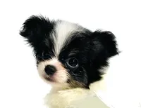 Lyric, a female Japanese Chin and Pomeranian for sale in Oklahoma City, OK – 2 of 10