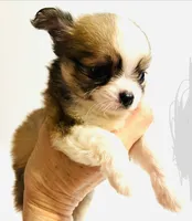 Three T Cup, a male Chihuahua for sale in Oklahoma City, OK – 2 of 9