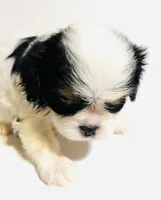Dangle, a female Cavalier King Charles Spaniel and Japanese Chin for sale in Oklahoma City, OK – 4 of 7
