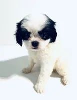 Jewel, a female Cavalier King Charles Spaniel and Japanese Chin for sale in Oklahoma City, OK – 7 of 9