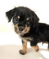 Solstice, a male Miniature Schnauzer and Japanese Chin for sale in Oklahoma City, OK – 8 of 10