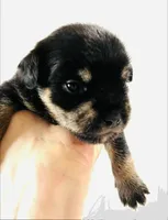Solstice, a male Miniature Schnauzer and Japanese Chin for sale in Oklahoma City, OK – 6 of 6