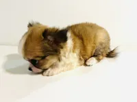 Three   **Sale**, a male Chihuahua for sale in Oklahoma City, OK – 8 of 10