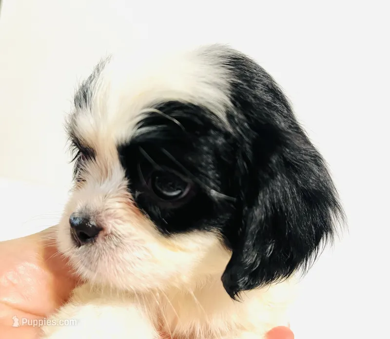 Adorn – Cavalier King Charles Spaniel, Japanese Chin puppy for sale in Oklahoma City, OK