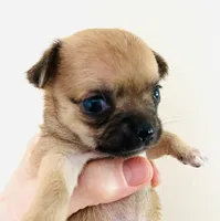One, a female Cavalier King Charles Spaniel and Japanese Chin for sale in Oklahoma City, OK – 7 of 10