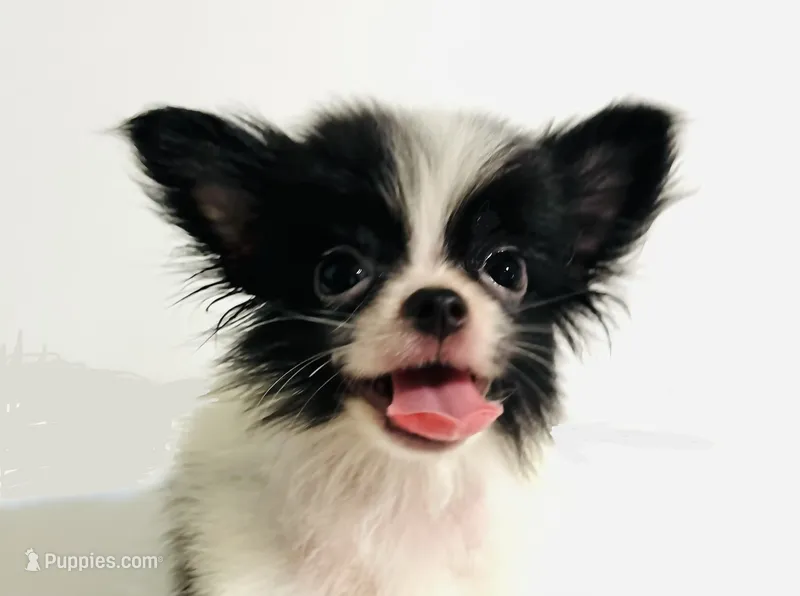 Genre PomChin – Japanese Chin, Pomeranian puppy for sale in Oklahoma City, OK