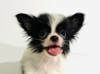 Genre XS T Cup, a male Japanese Chin and Pomeranian for sale in Oklahoma City, OK – 2 of 8