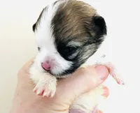 Joker, a female Pomchi for sale in Oklahoma City, OK – 4 of 6