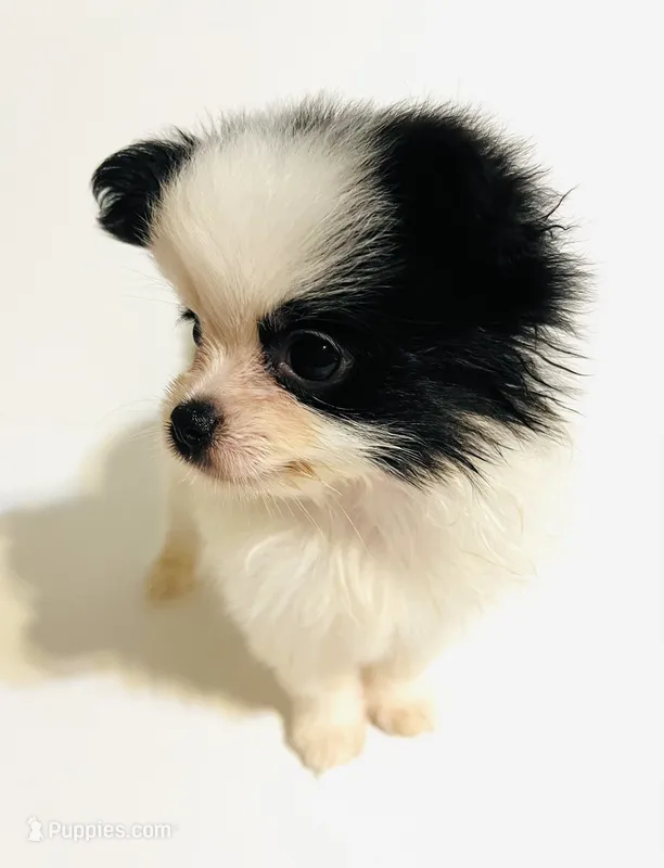 Chorus – Japanese Chin, Pomeranian puppy for sale in Oklahoma City, OK