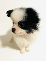 Chorus, a female Japanese Chin and Pomeranian for sale in Oklahoma City, OK – 1 of 8