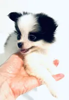 Melody, a female Japanese Chin and Pomeranian for sale in Oklahoma City, OK – 4 of 8
