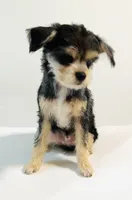 Durango, a male Miniature Schnauzer and Chihuahua for sale in Oklahoma City, OK – 5 of 8