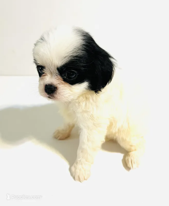 Stud – Cavalier King Charles Spaniel, Japanese Chin puppy for sale in Oklahoma City, OK