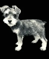 Solstice, a male Miniature Schnauzer and Japanese Chin for sale in Oklahoma City, OK – 10 of 10
