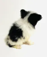 Cadence, a female Japanese Chin and Pomeranian for sale in Oklahoma City, OK – 8 of 10