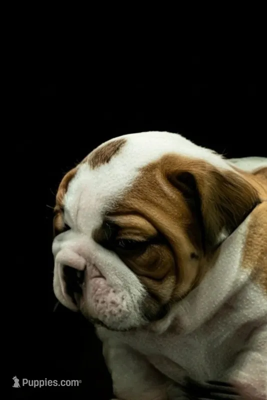 English bulldog male , a male English Bulldog for sale in Rocky Mount, NC – Photo 1 of 3