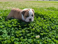 English bulldog male , a male English Bulldog for sale in Rocky Mount, NC – Photo 3 of 3