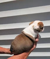 Red, a male English Bulldog for sale in Rocky Mount, NC – 4 of 5