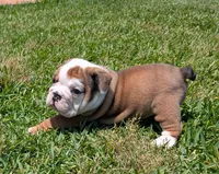 Dot, a male English Bulldog for sale in Rocky Mount, NC – 2 of 5