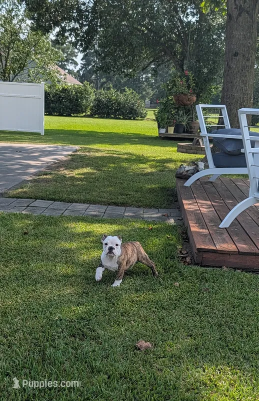 Fawn Brindle Female  – English Bulldog puppy for sale in Rocky Mount, NC