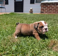 Dot, a male English Bulldog for sale in Rocky Mount, NC – 5 of 5