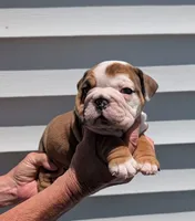 Dot, a male English Bulldog for sale in Rocky Mount, NC – 1 of 5