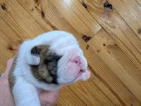 Brindle boy, a male English Bulldog for sale in Rocky Mount, NC – Photo 2 of 2