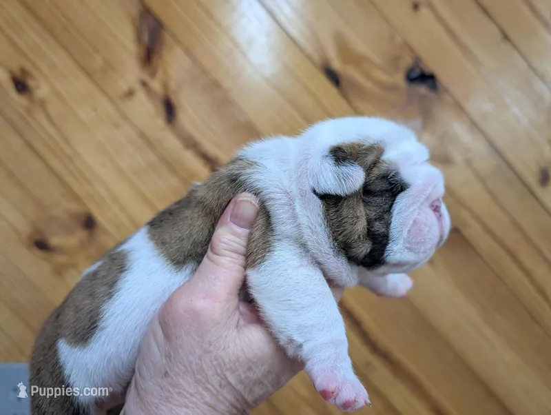 Brindle boy – English Bulldog puppy for sale in Rocky Mount, NC