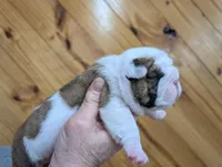 Brindle boy, a male English Bulldog for sale in Rocky Mount, NC – Photo 1 of 2