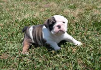Female , a female English Bulldog for sale in Rocky Mount, NC – 3 of 5