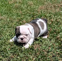 Female , a female English Bulldog for sale in Rocky Mount, NC – 2 of 5