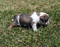Female , a female English Bulldog for sale in Rocky Mount, NC – 5 of 5