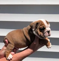 Dot, a male English Bulldog for sale in Rocky Mount, NC – 3 of 5