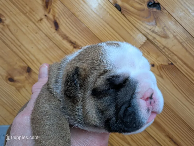 Red boy – English Bulldog puppy for sale in Rocky Mount, NC