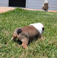 Red, a male English Bulldog for sale in Rocky Mount, NC – 3 of 5