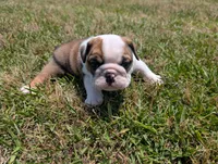 Red, a male English Bulldog for sale in Rocky Mount, NC – 5 of 5