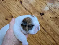 White boy, a male English Bulldog for sale in Rocky Mount, NC – Photo 2 of 3