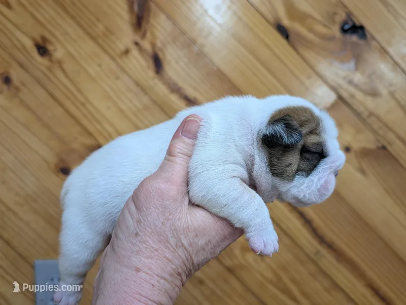 White boy – English Bulldog puppy for sale in Rocky Mount, NC