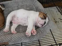 White boy, a male English Bulldog for sale in Rocky Mount, NC – Photo 3 of 3