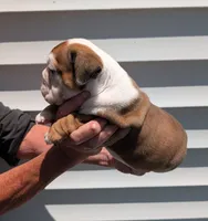 Dot, a male English Bulldog for sale in Rocky Mount, NC – 4 of 5