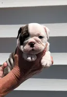 Female , a female English Bulldog for sale in Rocky Mount, NC – 1 of 5