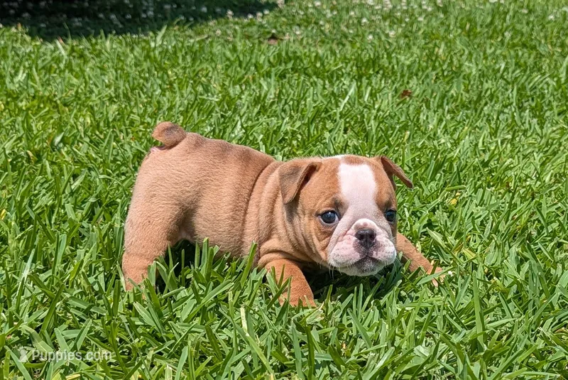 Red Male – English Bulldog puppy for sale in Rocky Mount, NC