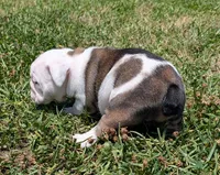 Female , a female English Bulldog for sale in Rocky Mount, NC – 4 of 5