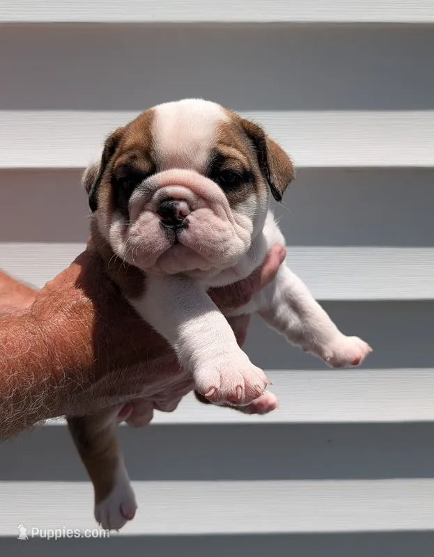 Red – English Bulldog puppy for sale in Rocky Mount, NC