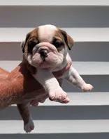 Red, a male English Bulldog for sale in Rocky Mount, NC – 1 of 5