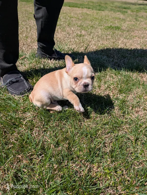 Cream male – French Bulldog puppy for sale in Rocky Mount, NC